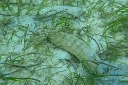 Study in Fiji Finds That Removing Sea Cucumbers Spells Trouble for Shallow Coastal Waters